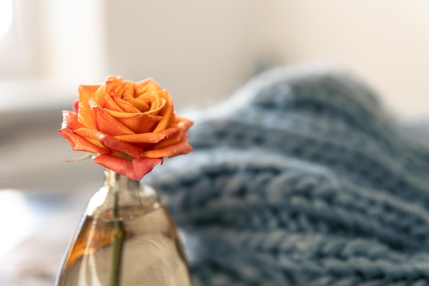 Jakie kwiaty najlepiej wprowadzą ciepłą atmosferę do twojej sypialni?